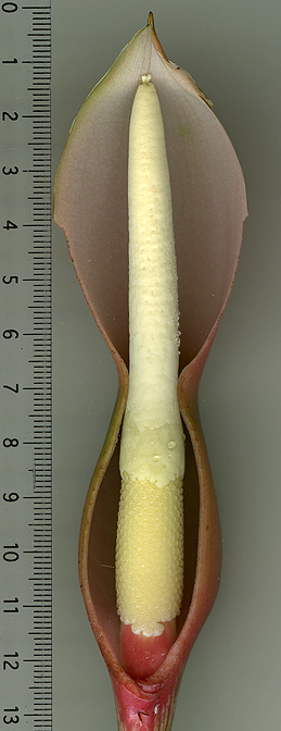 Philodendron grandipes