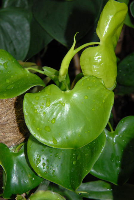 Philodendron grazielae