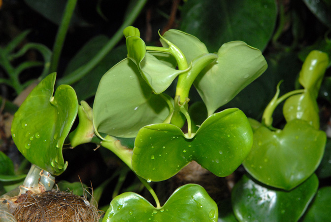 Philodendron grazielae