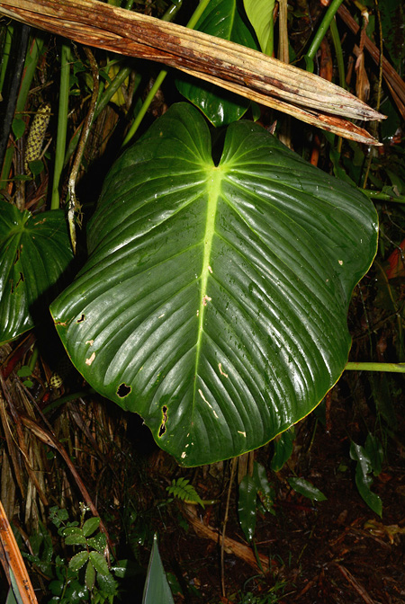 Philodendron gribianum