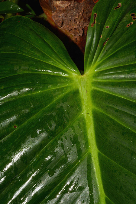 Philodendron gribianum