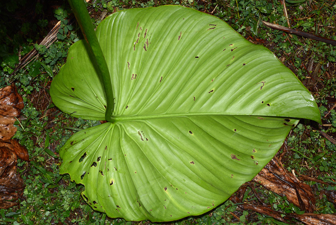 Philodendron gribianum