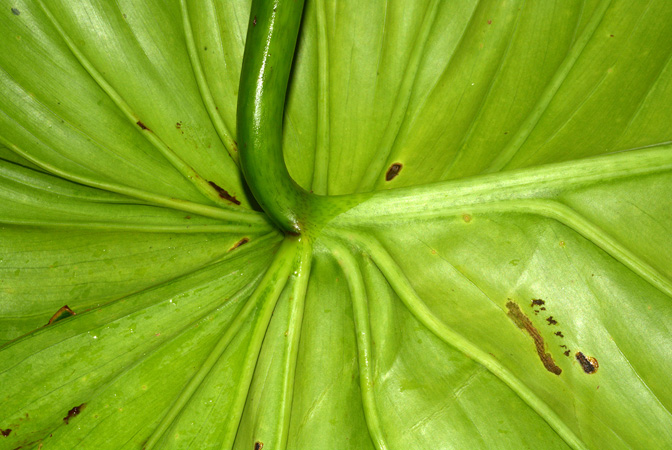 Philodendron gribianum