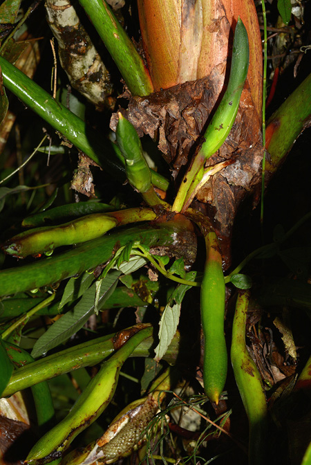 Philodendron gribianum
