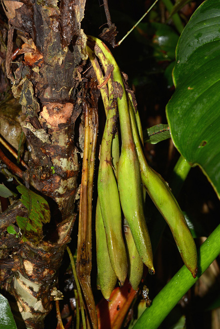 Philodendron gribianum