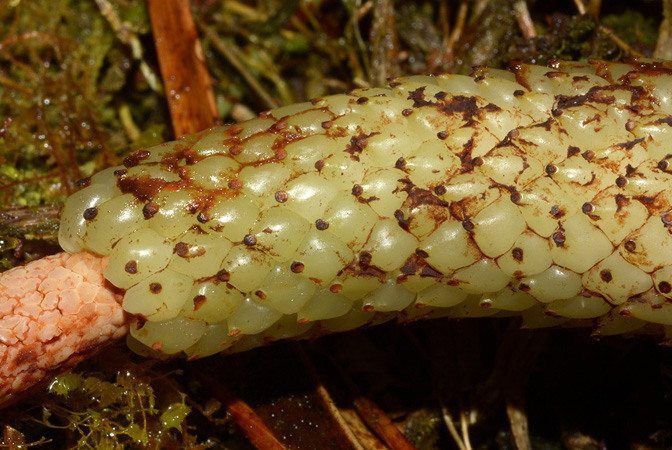 Philodendron gribianum