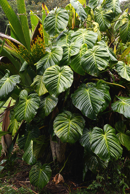 Philodendron gribianum
