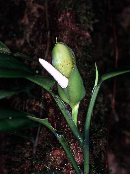 Philodendron guianense