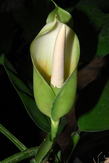 Philodendron guianense