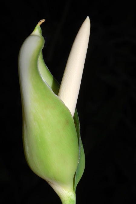 Philodendron guianense
