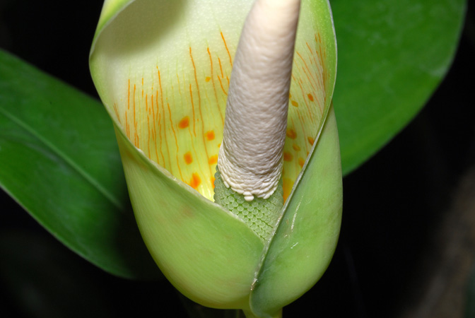 Philodendron guianense