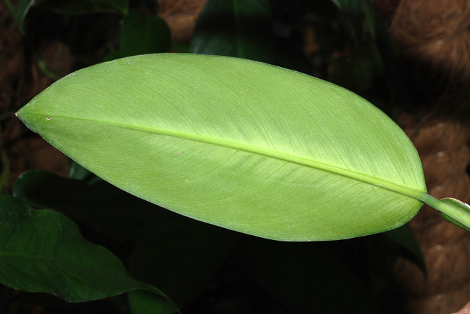 Philodendron guianense
