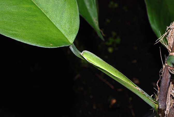Philodendron guianense