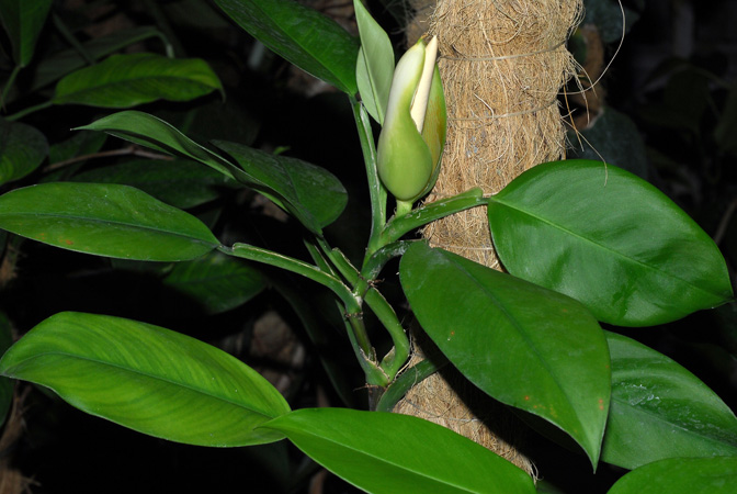 Philodendron guianense