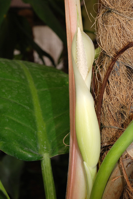 Philodendron hannoniae