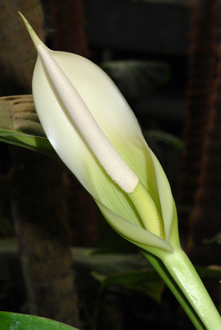Philodendron hannoniae