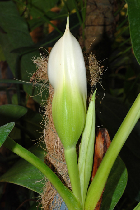 Philodendron hannoniae