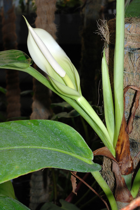 Philodendron hannoniae