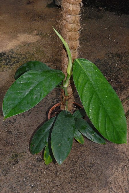 Philodendron hannoniae