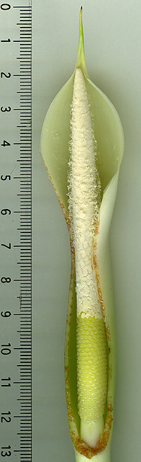 Philodendron hannoniae