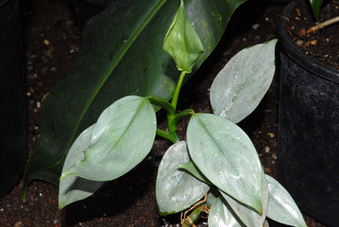 Philodendron hastatum
