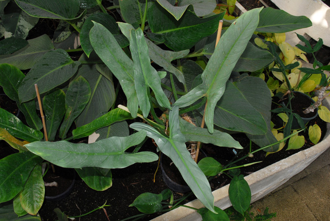 Philodendron hastatum