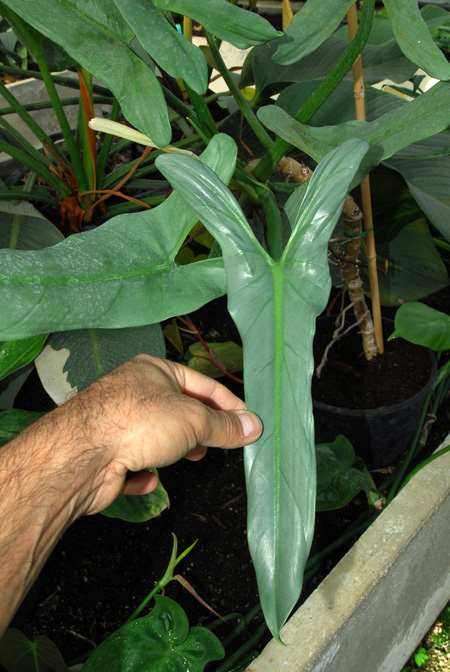 Philodendron hastatum