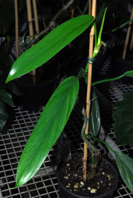 Philodendron hatschbachii
