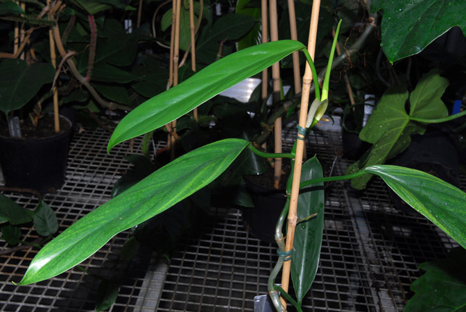 Philodendron hatschbachii