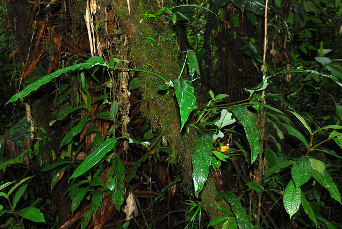 Philodendron hebetatum