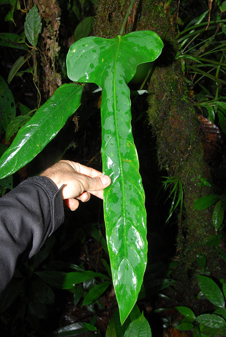 Philodendron hebetatum
