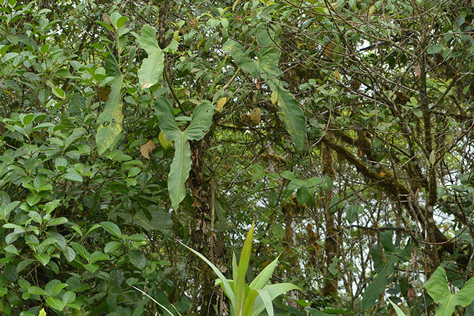 Philodendron hebetatum