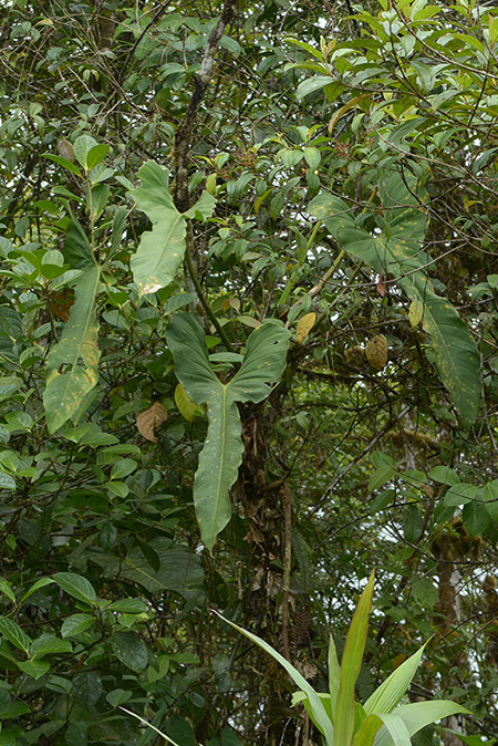 Philodendron hebetatum