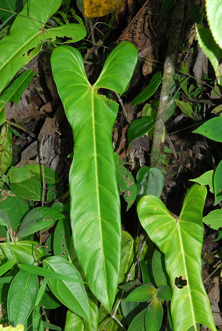 Philodendron hebetatum