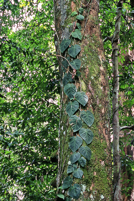 Philodendron hederaceum