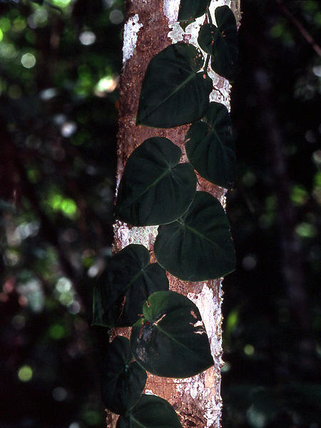 Philodendron hederaceum