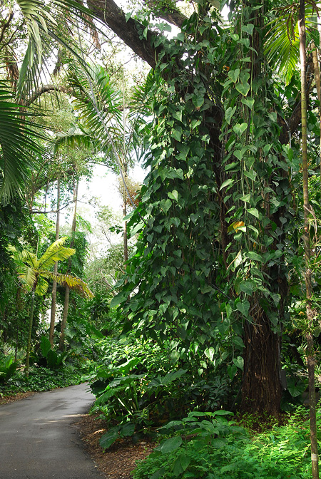 Philodendron hederaceum