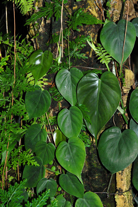 Philodendron hederaceum