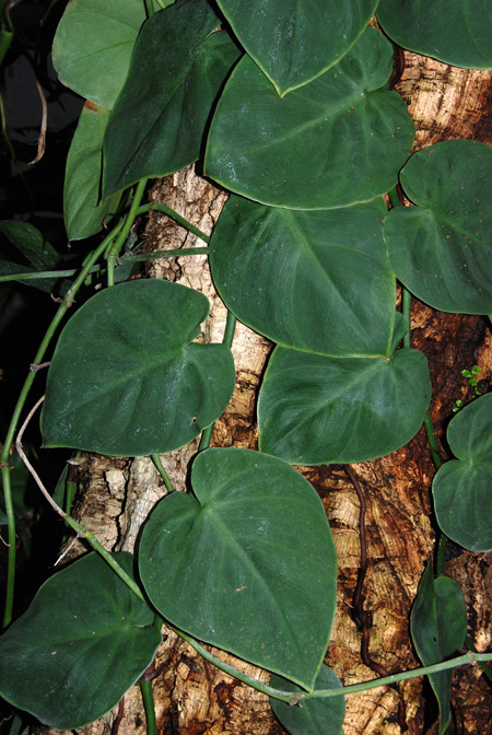Philodendron hederaceum