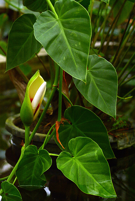 Philodendron hederaceum