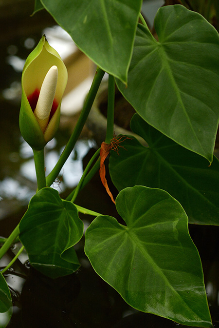 Philodendron hederaceum
