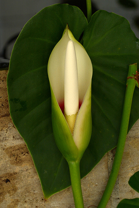 Philodendron hederaceum