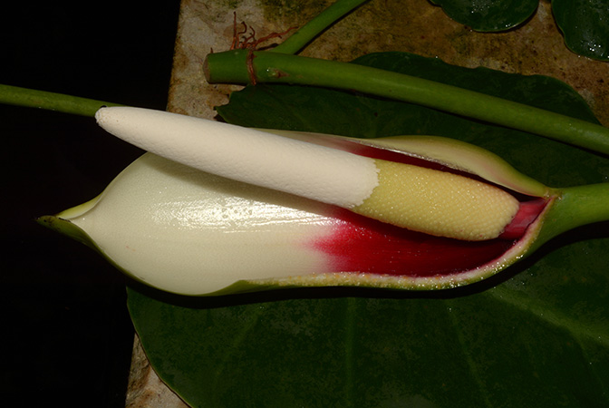Philodendron hederaceum