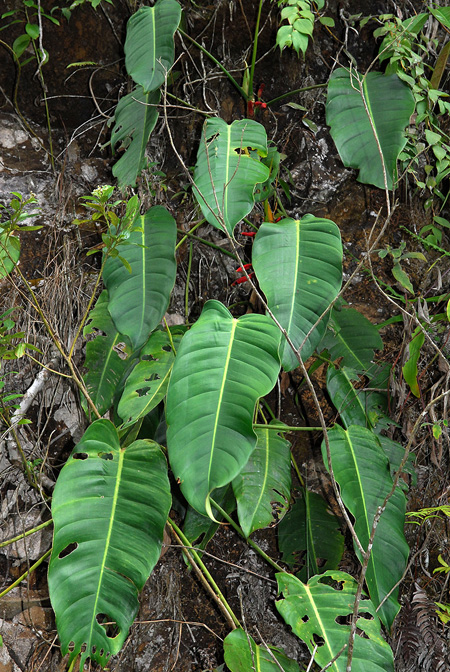 Philodendron heleniae
