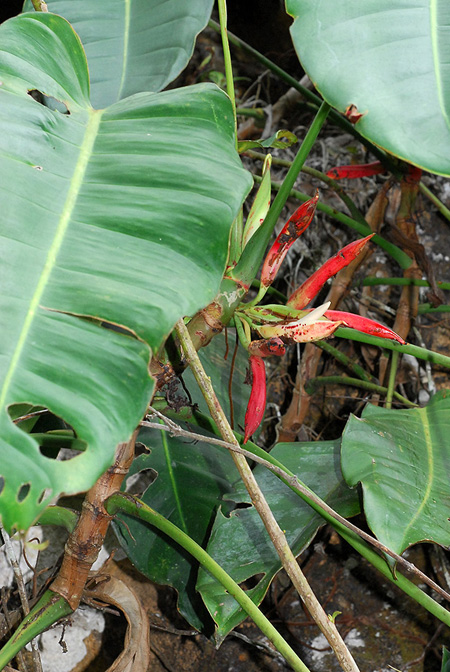 Philodendron heleniae