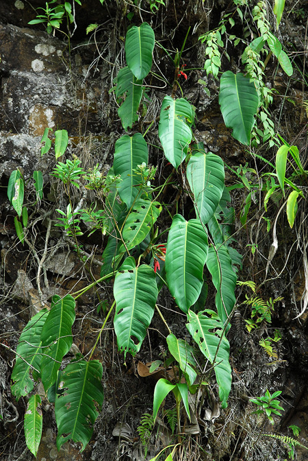 Philodendron heleniae