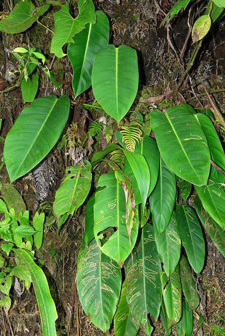Philodendron heleniae