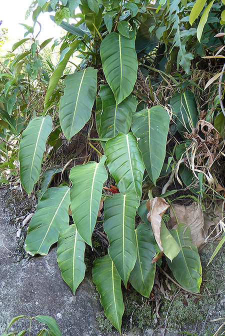 Philodendron heleniae