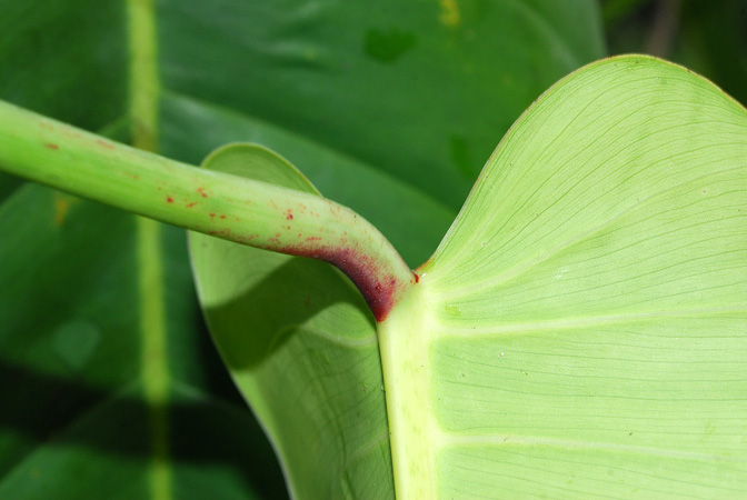 Philodendron heleniae