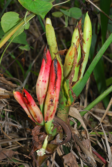 Philodendron heleniae